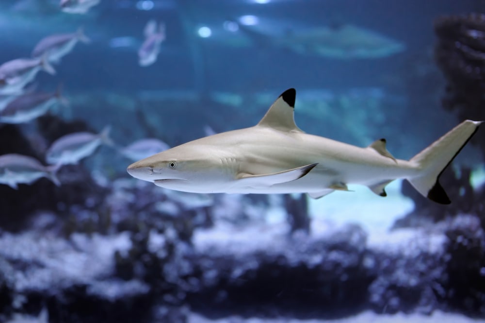 Focused picture of a Gray Reef Shark (Carcharhinus amblyrhynchos) in the ocean