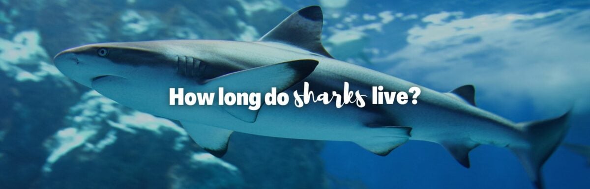 How long do sharks live featured image
