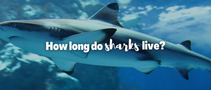 How long do sharks live featured image