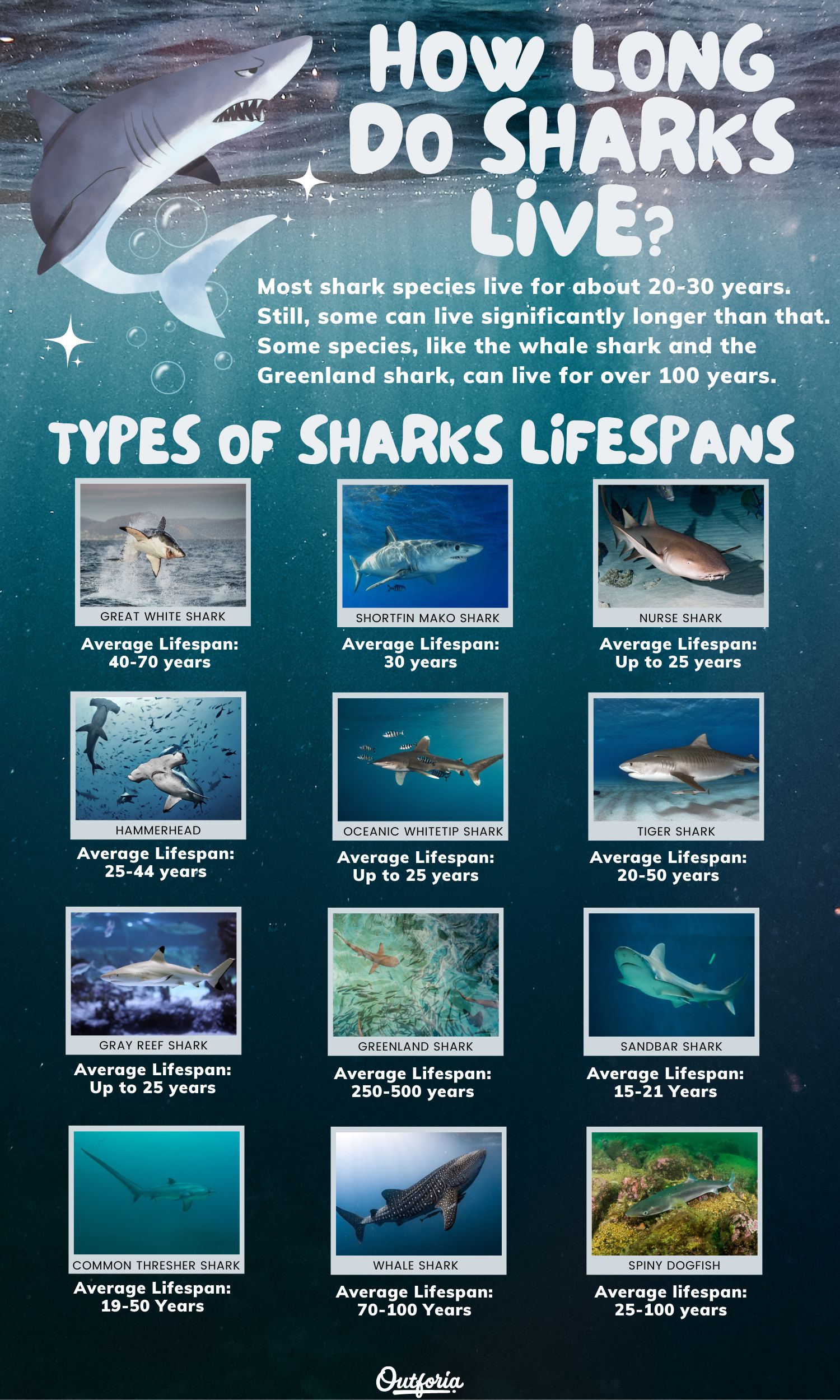 Chart outlining how the different types of sharks live with pictures and facts