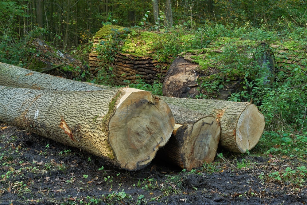 Wood that has been cut in the middle of forest