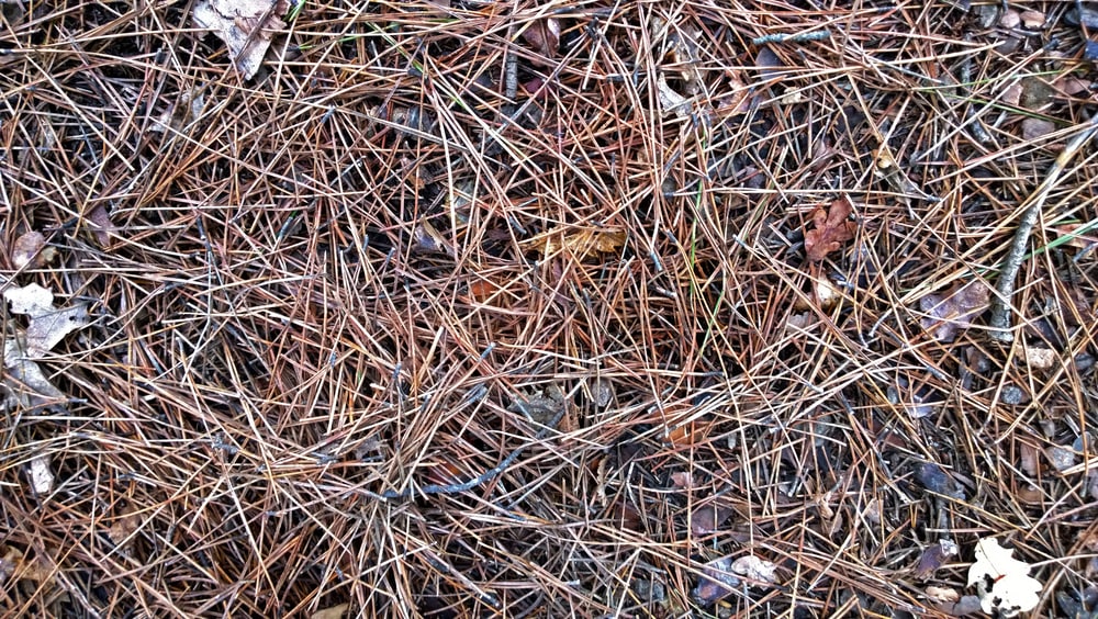 Pine needles piled on the floor