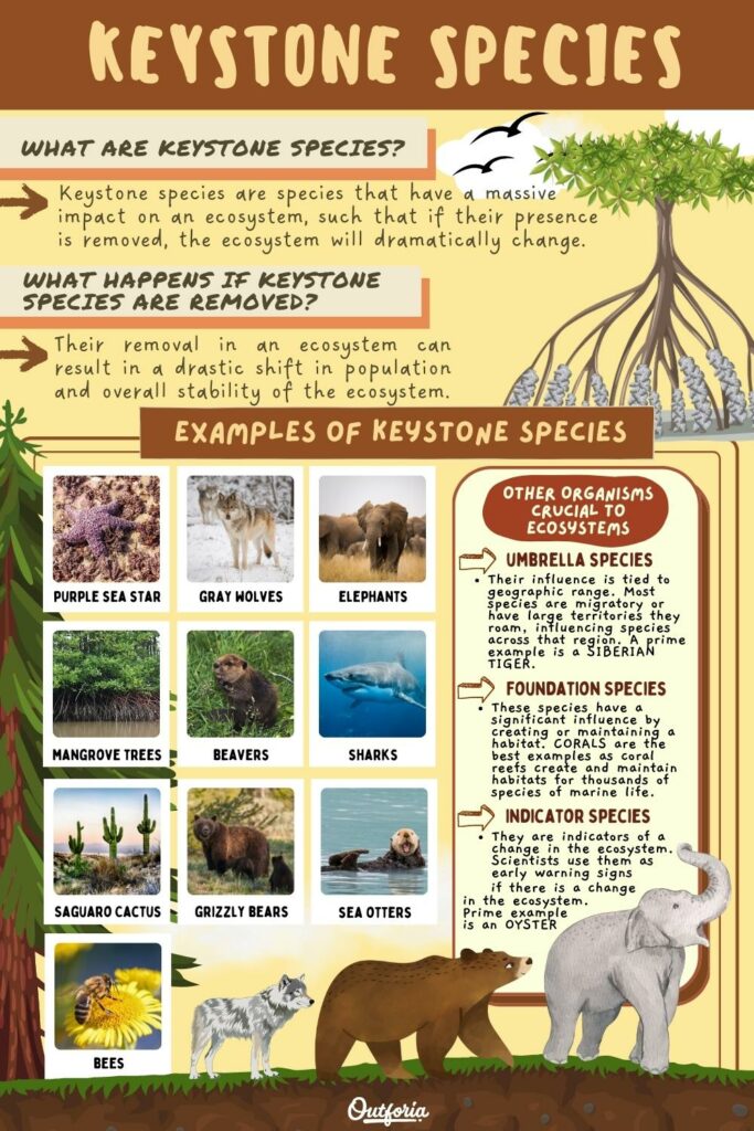 chart of keystone species examples with facts 