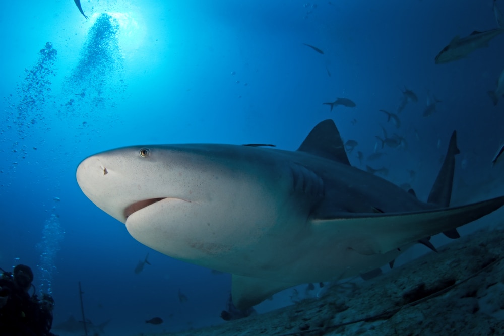 Shark in Michigan found by scuba divers