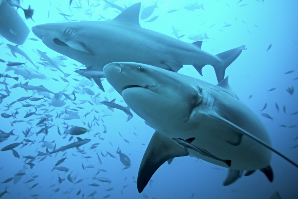 Bull sharks swimming with its companions