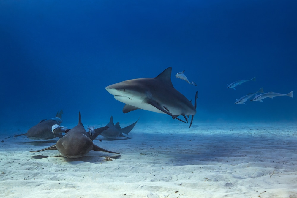 Bull sharks below the oceans of Michigan