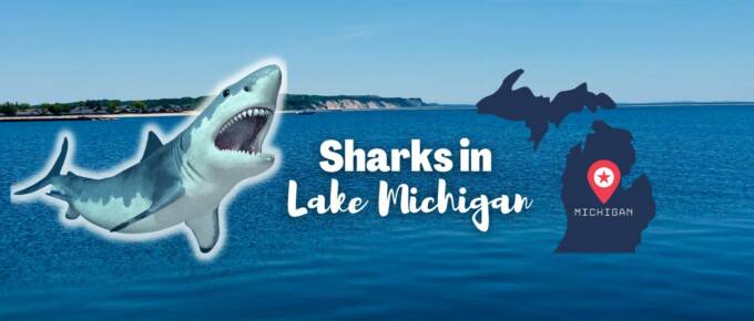Sharks in Lake Michigan featured image