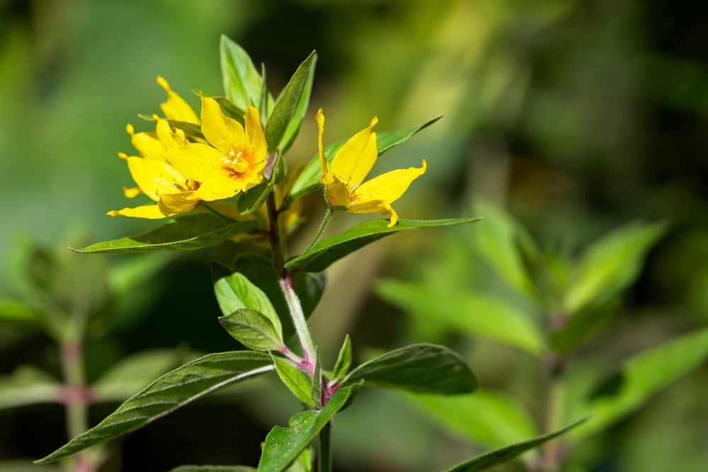 image of a dotted loosestrife with yellow flowers
