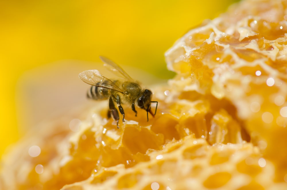a worker bee on a honeycomb