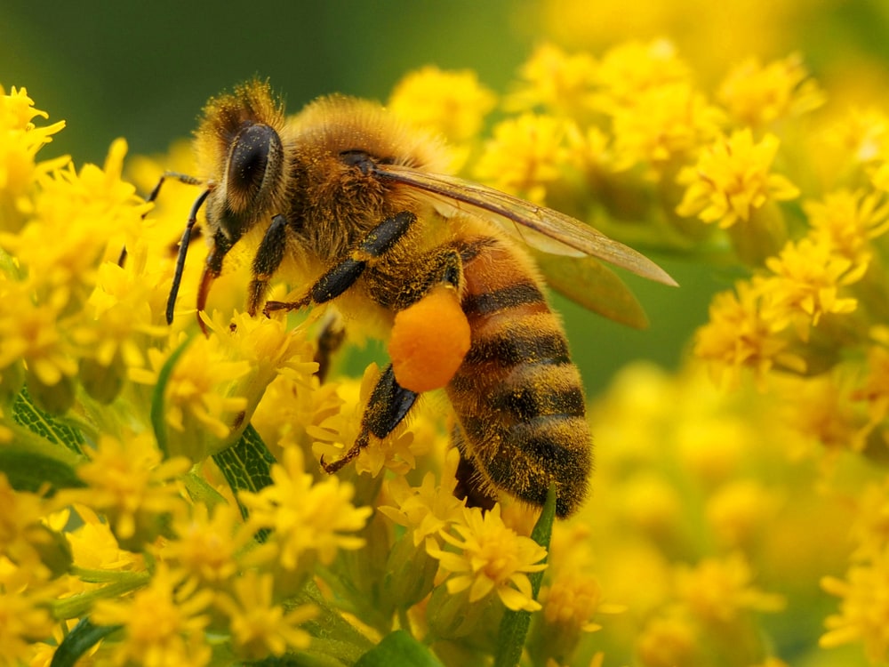 close up image of a honey bee sipping nectar from a flower