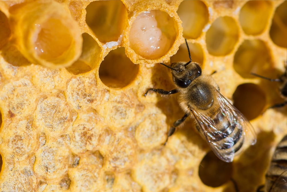 Queen bee with a royal jelly in the beeswax