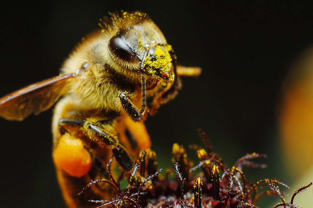 macro shot of a bee covered in pollen