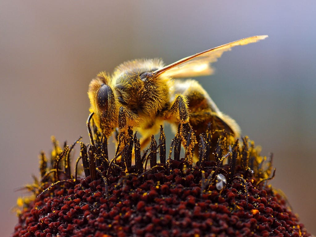image of a bee collecting pollen