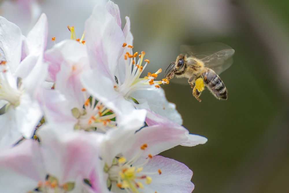 a honey bee collecting pollen from an apple blossom flower