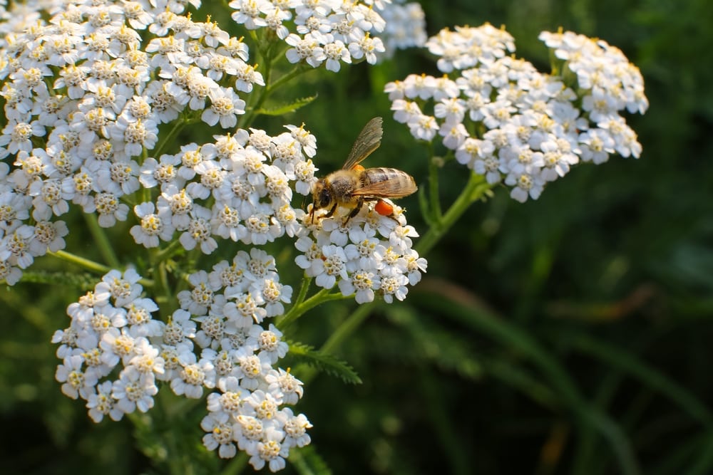 a bee collecting pollen from yarrow flowers