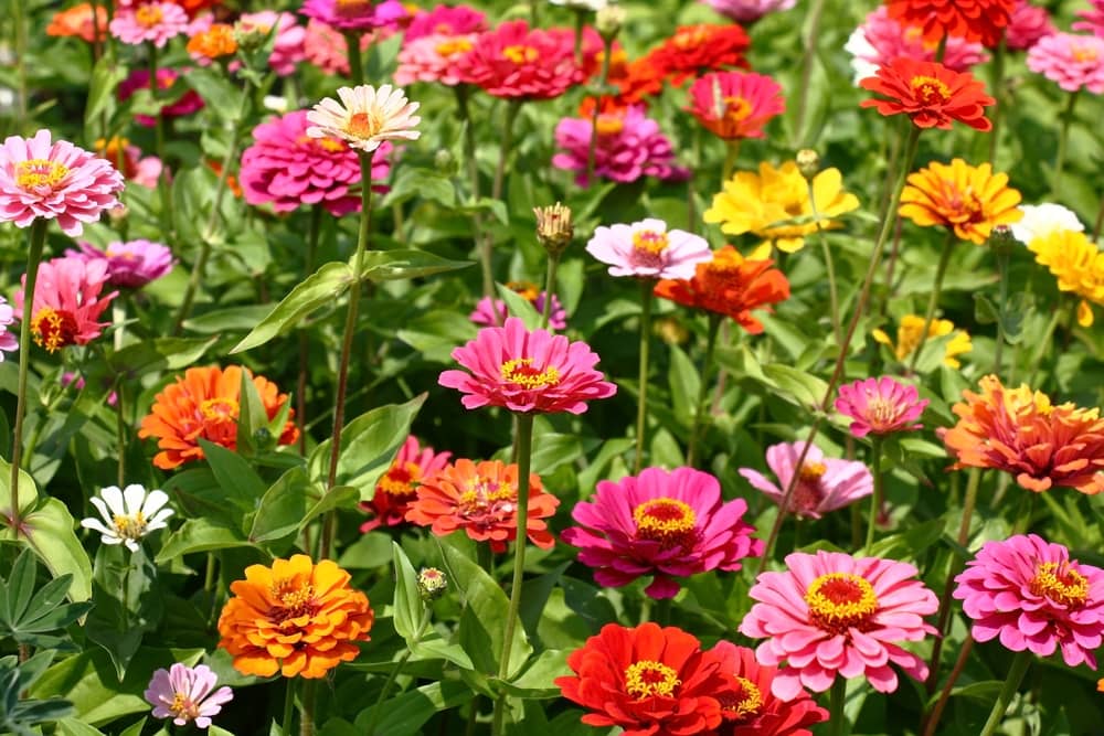 various zinnias and blossoms on a flower bed