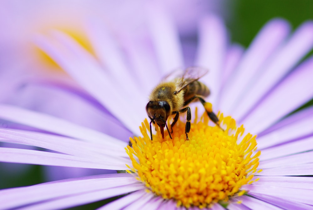 image of a bee sipping nectar of a flower