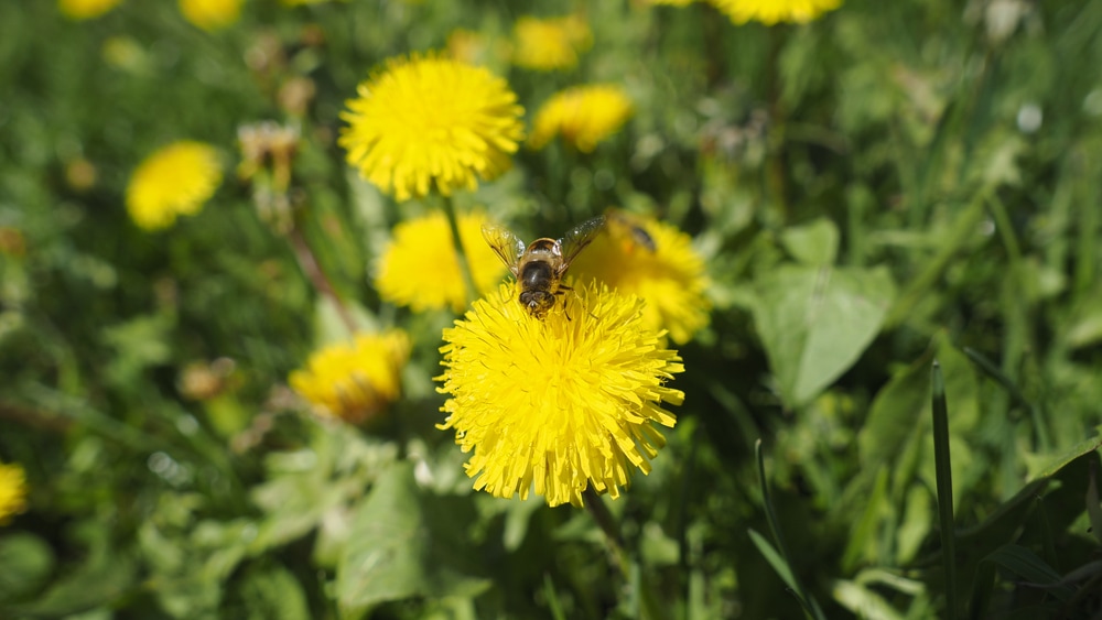 a bee collecting pollen from a dandelion