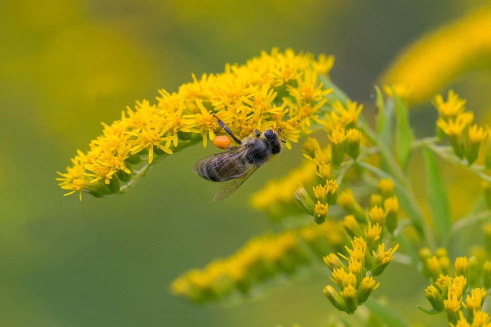 a honey bee collecting pollen from a goldenrod