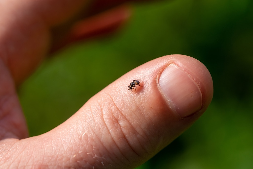 a stingless bee on a finger 
