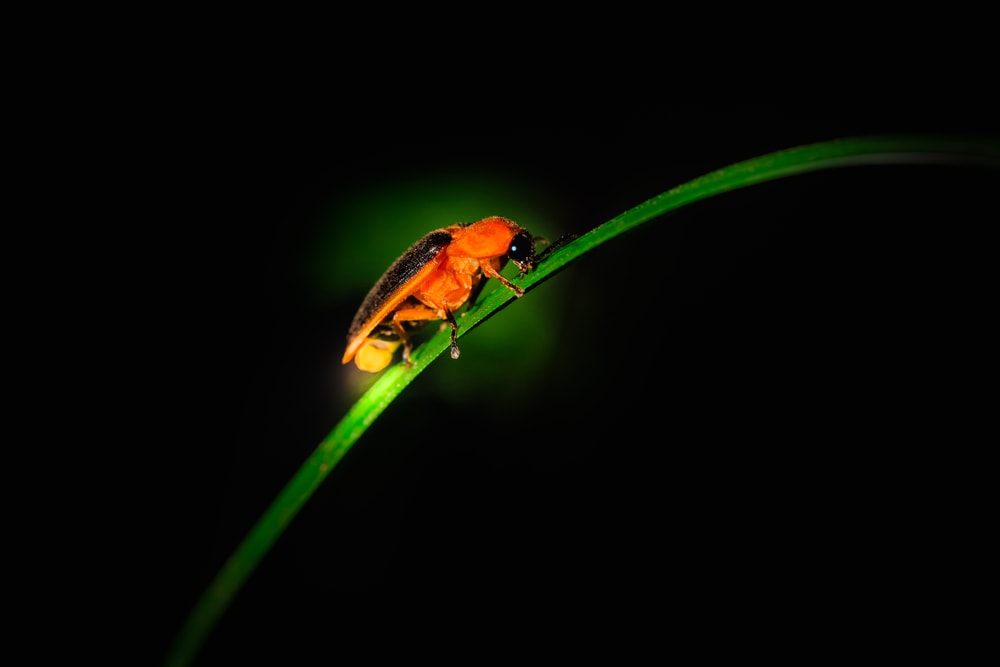 image of a glowing firefly on a grass 