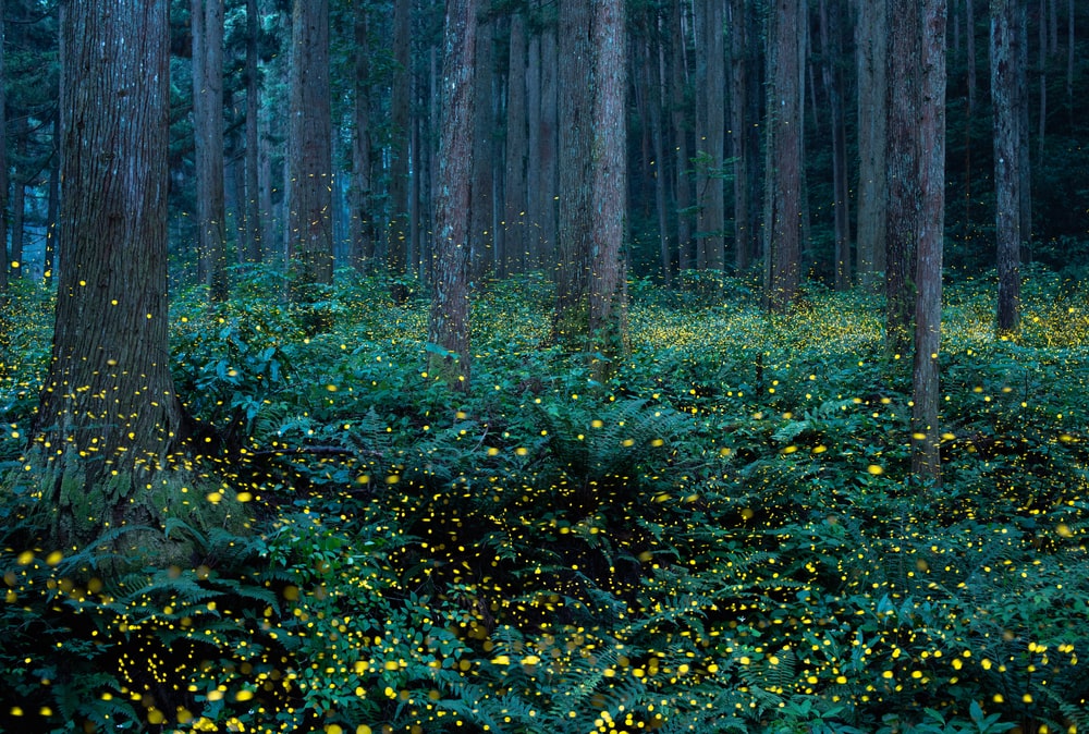 fireflies lighting a forest in Japan during firefly season