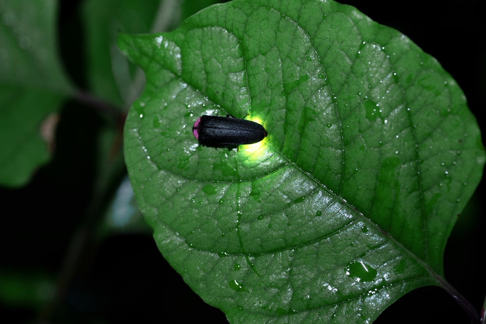 a Genji firefly lighting up a leaf 