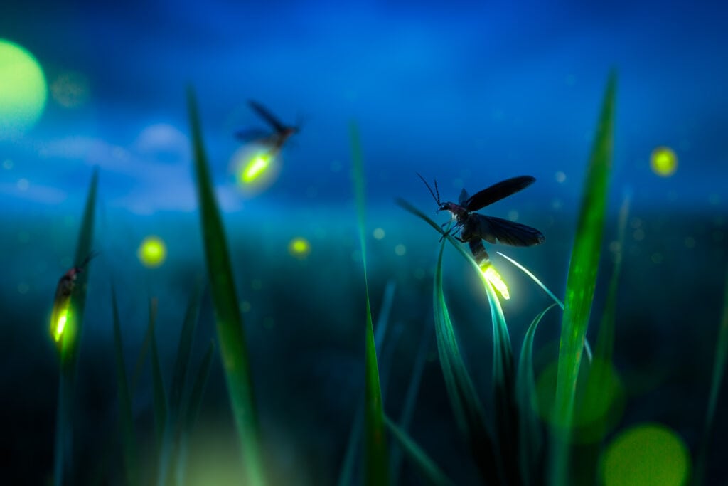 fireflies glowing in the grass