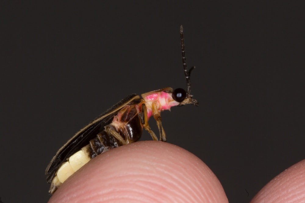 image of  a Big Dipper firefly on a finger
