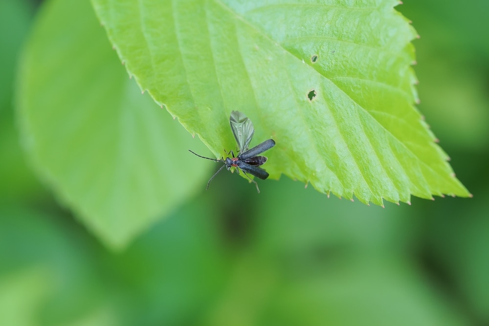 a Portuguese firefly (Luciola lusitanica) on a leaf