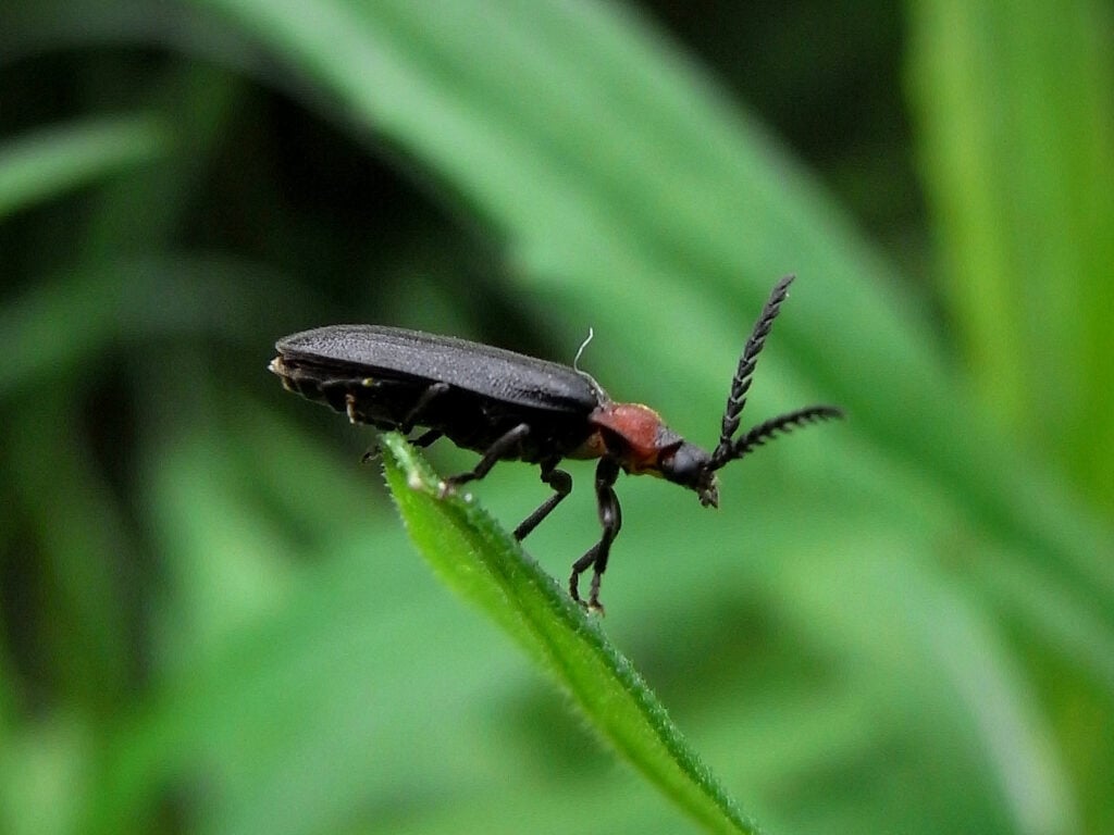image of a Cyphonocerus ruficollis from the family Cyphonocerinae