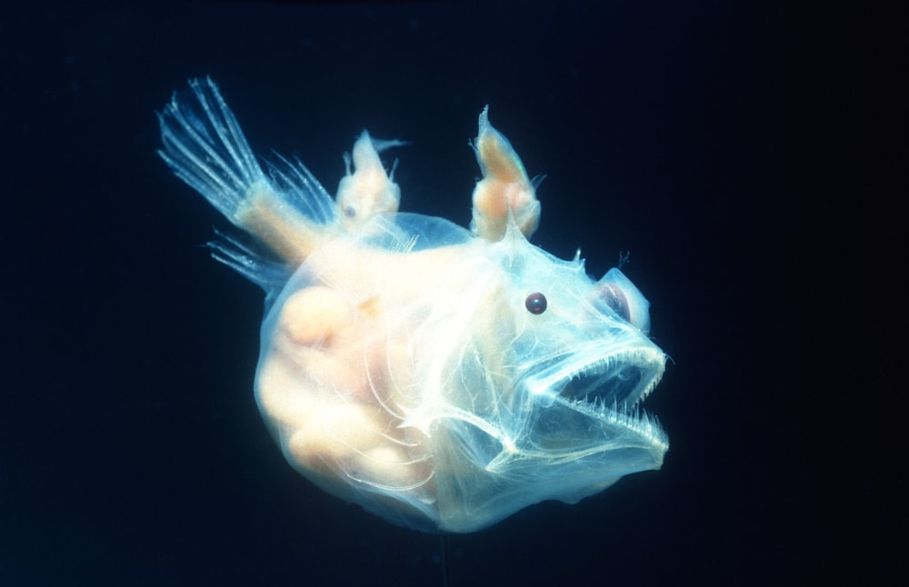 angler fish on a black background