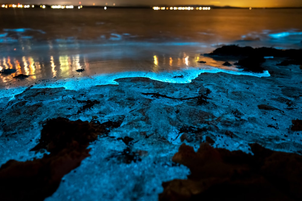 Bioluminescence at night, Jervis Bay, Australia