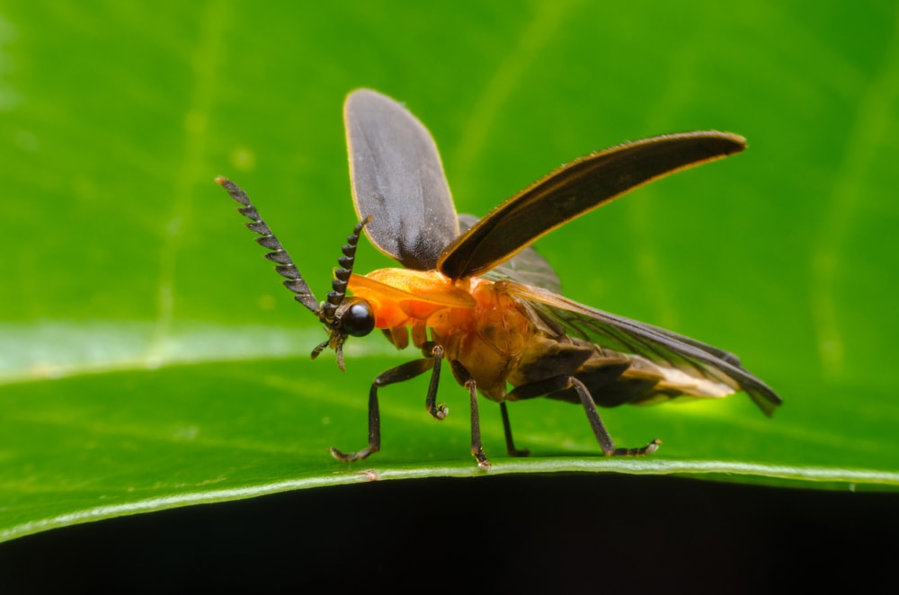 close up image of a firefly getting ready to fly