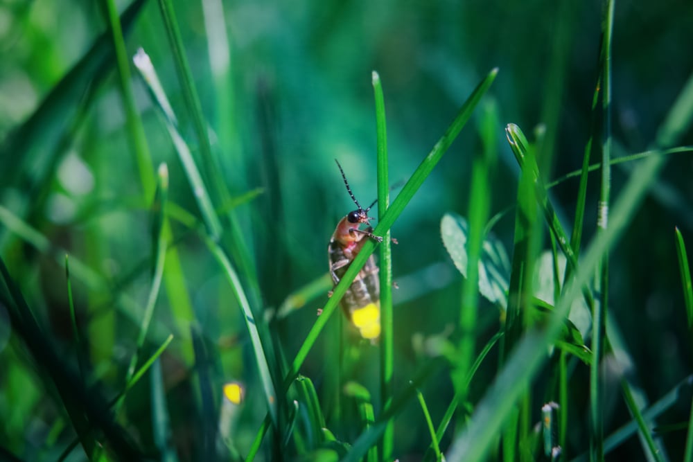 a firefly emitting light on a grass