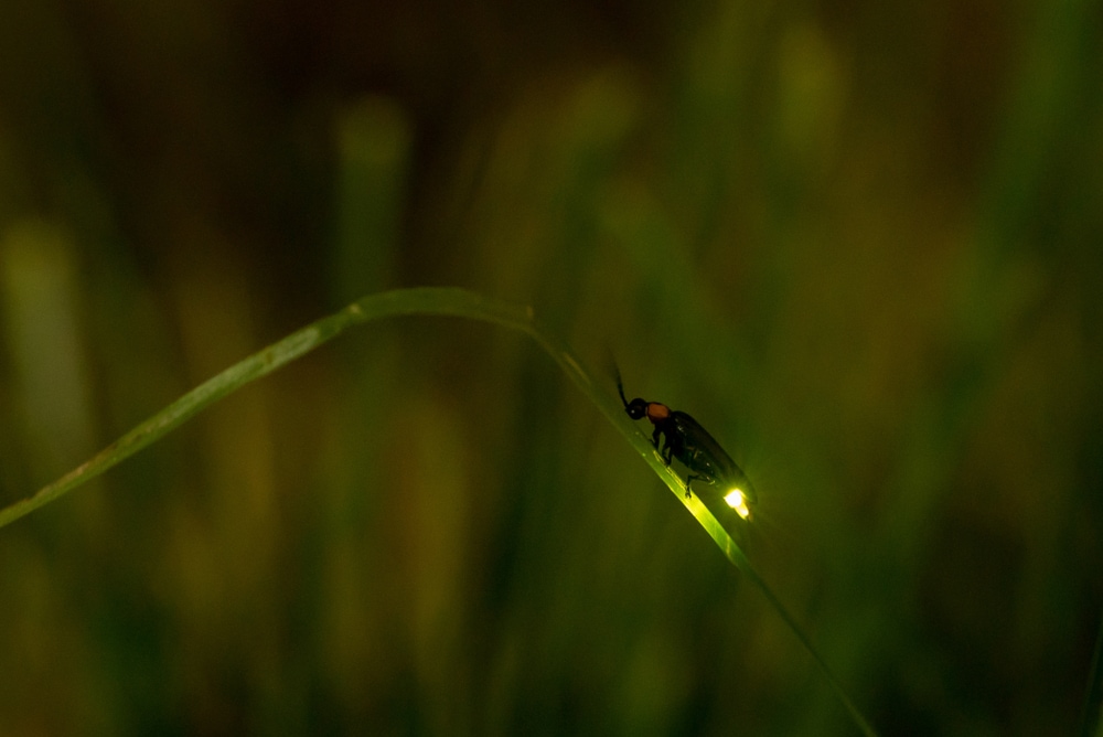 a firefly on the tip of a grass