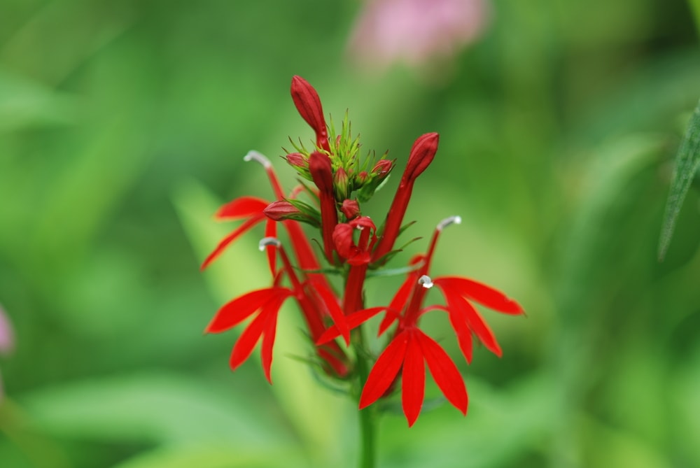 image of a cardinal flower which is a firefly-friendly flower from the forb family 