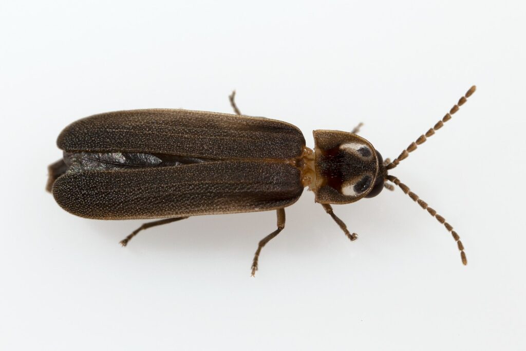 image of Blue Ghost Firefly on a white background