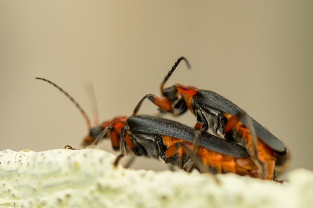 two fireflies mating on a wall