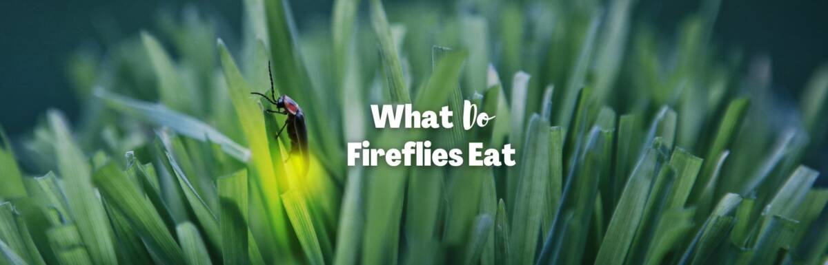 what do fireflies eat featured image