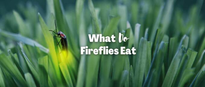 what do fireflies eat featured image