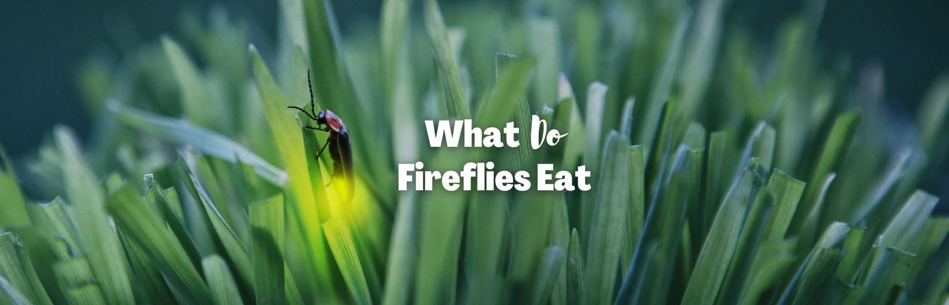 Get that Glow! What Do Fireflies Eat? + Many Other Enlightening Facts