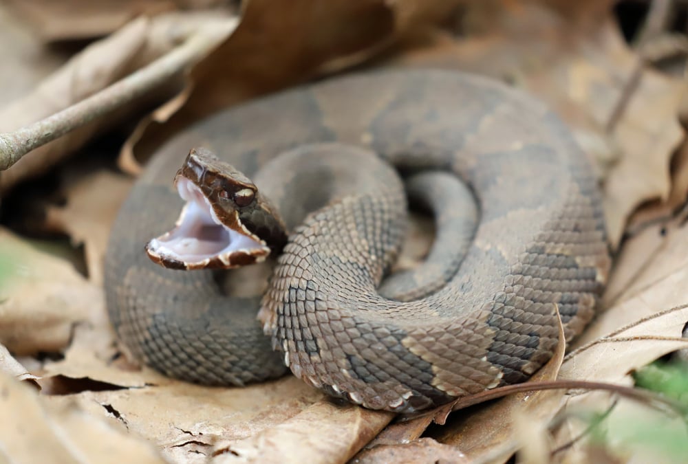 Cottonmouth Snake (Agkistrodon piscivorus) ready to attack