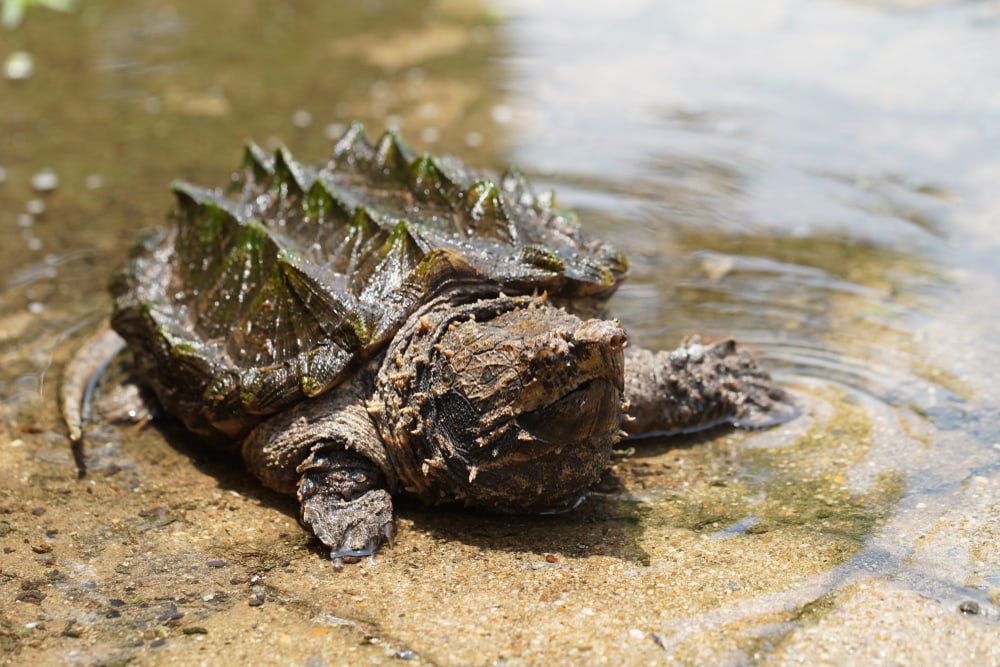 Alligator Snapping Turtle (Macrochelys temminckii) getting out of bayou