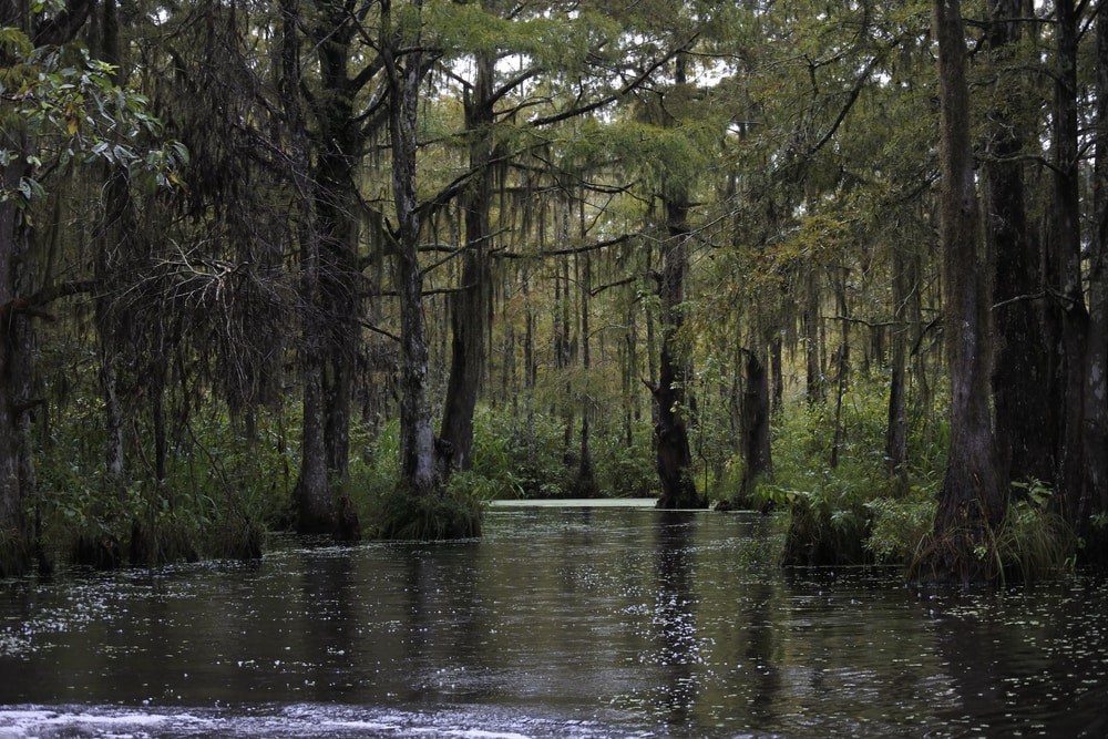 Trees making its path for bayou to flow