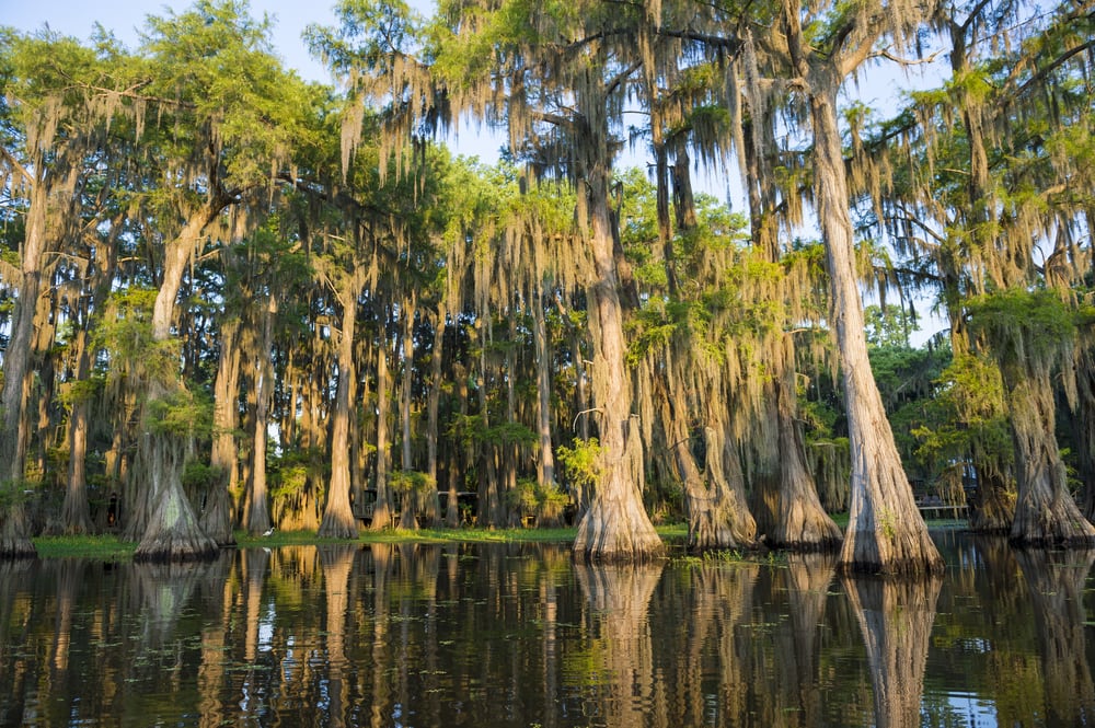 Huge trees in a bayou