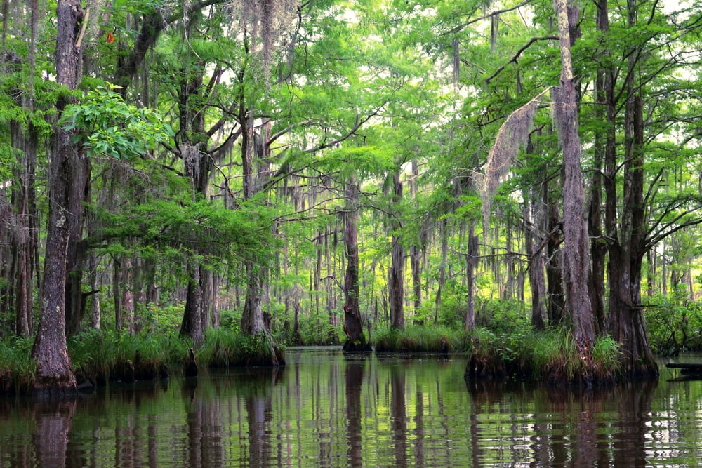 Bayou in the middle of a forest