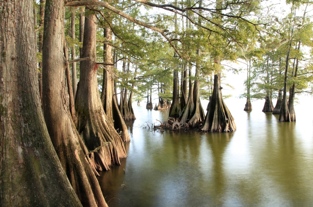 Bald Cypress (Taxodium distichum) surrounded by trees with big roots