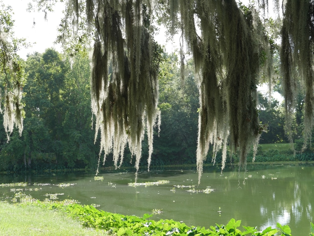 Spanish Moss (Tillandsia usneoides) with bayou filled with water lillies
