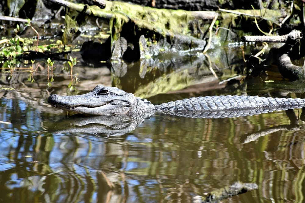 American Alligator (Alligator mississippiensis) swarming overt he bayous